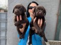 Labrador Yavrularım Sağlık Ve Irk Garantilidir 