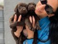 Labrador Yavrularım Sağlık Ve Irk Garantilidir 