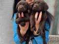 Labrador Yavrularım Sağlık Ve Irk Garantilidir 