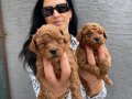 Ped Disiplini Kazanmış Koyu Kızıl Toy Poodle Yavrularım