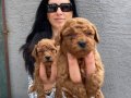 Ped Disiplini Kazanmış Koyu Kızıl Toy Poodle Yavrularım