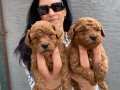 Ped Disiplini Kazanmış Koyu Kızıl Toy Poodle Yavrularım
