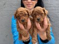 Ped Disiplini Kazanmış Koyu Kızıl Toy Poodle Yavrularım