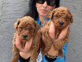 Ped Disiplini Kazanmış Koyu Kızıl Toy Poodle Yavrularım