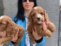 Kızıl Kürklü Tuvalet Eğitimli Maltipoo Yavrularım 