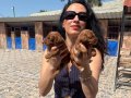 Poodle Yavrularım Ped Eğitimli Yeni Ailelerini Bekliyoruz 