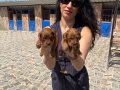 Poodle Yavrularım Ped Eğitimli Yeni Ailelerini Bekliyoruz 