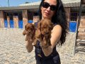 Poodle Yavrularım Ped Eğitimli Yeni Ailelerini Bekliyoruz 