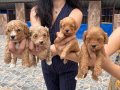 Maltipoo Yavrularım Ped Eğitimli ve Yeni Ailelerini Bekliyor