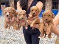 Maltipoo Yavrularım Ped Eğitimli ve Yeni Ailelerini Bekliyor