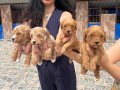 Maltipoo Yavrularım Ped Eğitimli ve Yeni Ailelerini Bekliyor