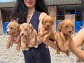 Maltipoo Yavrularım Ped Eğitimli ve Yeni Ailelerini Bekliyor