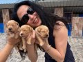 Golden Retriver Yavrularım Sağlık ve Irk Garantilidir