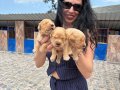 Golden Retriver Yavrularım Sağlık ve Irk Garantilidir