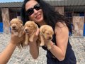 Golden Retriver Yavrularım Sağlık ve Irk Garantilidir