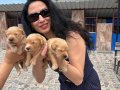 Golden Retriver Yavrularım Sağlık ve Irk Garantilidir