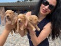 Golden Retriver Yavrularım Sağlık ve Irk Garantilidir