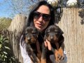 Doberman Yavrularım Sağlık ve Irk Garantilidir 