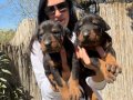 Doberman Yavrularım Sağlık ve Irk Garantilidir 