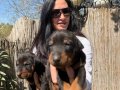 Doberman Yavrularım Sağlık ve Irk Garantilidir 