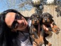 Doberman Yavrularım Sağlık ve Irk Garantilidir 