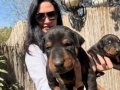 Doberman Yavrularım Sağlık ve Irk Garantilidir 