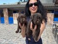 Labrador Retriver Yavrularım Sağlık ve Irk Garantilidir