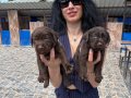 Labrador Retriver Yavrularım Sağlık ve Irk Garantilidir