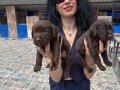 Labrador Retriver Yavrularım Sağlık ve Irk Garantilidir