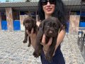 Labrador Retriver Yavrularım Sağlık ve Irk Garantilidir