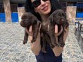 Labrador Retriver Yavrularım Sağlık ve Irk Garantilidir