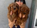 Maltipoo yavrularım sağlık ve ırk garantilidir