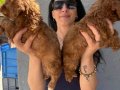 Maltipoo yavrularım sağlık ve ırk garantilidir