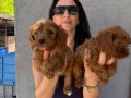Maltipoo yavrularım sağlık ve ırk garantilidir