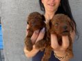 Kore ve toy poddle yavrularım sağlık ve ırk garantilidir