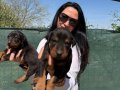 Doberman yavrularım sağlık ve ırk garantilidir 