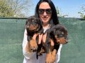 Doberman yavrularım sağlık ve ırk garantilidir 