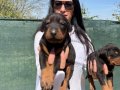 Doberman yavrularım sağlık ve ırk garantilidir 