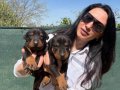Doberman yavrularım sağlık ve ırk garantilidir 