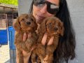Maltipoo yavrularım sağlık ve ırk garantilidir 
