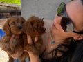Maltipoo yavrularım sağlık ve ırk garantilidir 