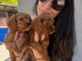 Maltipoo yavrularım sağlık ve ırk garantilidir 