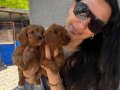 Maltipoo yavrularım sağlık ve ırk garantilidir 