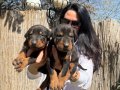 Doberman europan yavrularım mevcuttur 