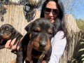Doberman europan yavrularım mevcuttur 
