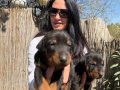 Doberman europan yavrularım mevcuttur 