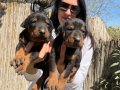 Doberman europan yavrularım mevcuttur 
