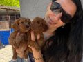 Maltipoo yavrularım sağlık ve ırk garantilidir 