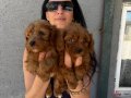 Maltipoo yavrularım sağlık ve ırk garantilidir 