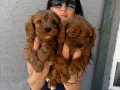 Maltipoo yavrularım sağlık ve ırk garantilidir 